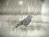 rain-on-bird4
