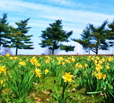 spring field
