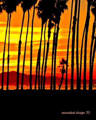 palm sun rise
