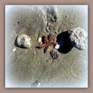 lone starfish