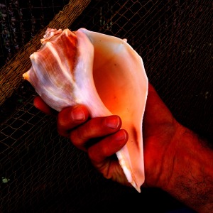 conch in hand